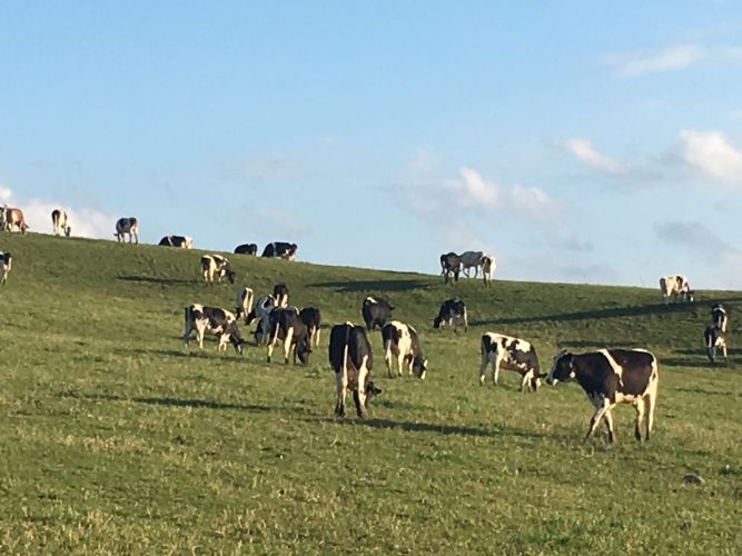 The Cows of Madison County, NY The Cows of Madison County, NY